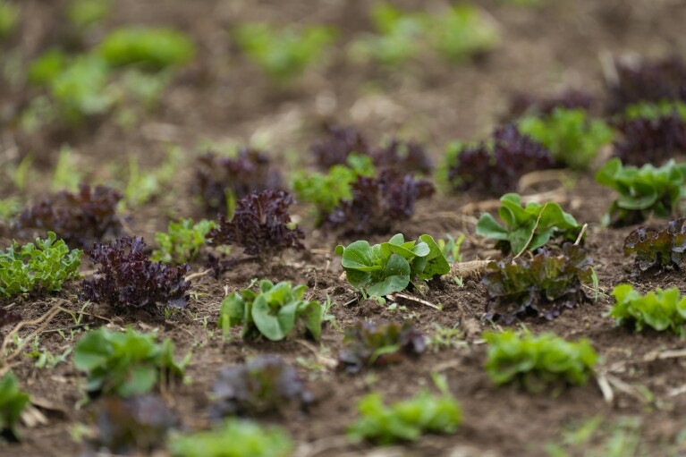 Lettuce grows in a field, Tuesday, Aug. 15, 2023, at Elmwood Stock Farm in Georgetown, Ky.  (AP Photo/Joshua A. Bickel)