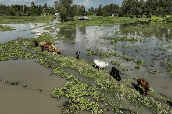FILE - Cows graze in a flooded paddock in Kisumu, Kenya Wednesday, April 17, 2024. In Kenya, more than 30 people have died since mid-March in flooding events that have affected more than 100,000 people, according to the U.N., which cites Red Cross figures in the most recent update. (AP Photo/Brian Ongoro, File)