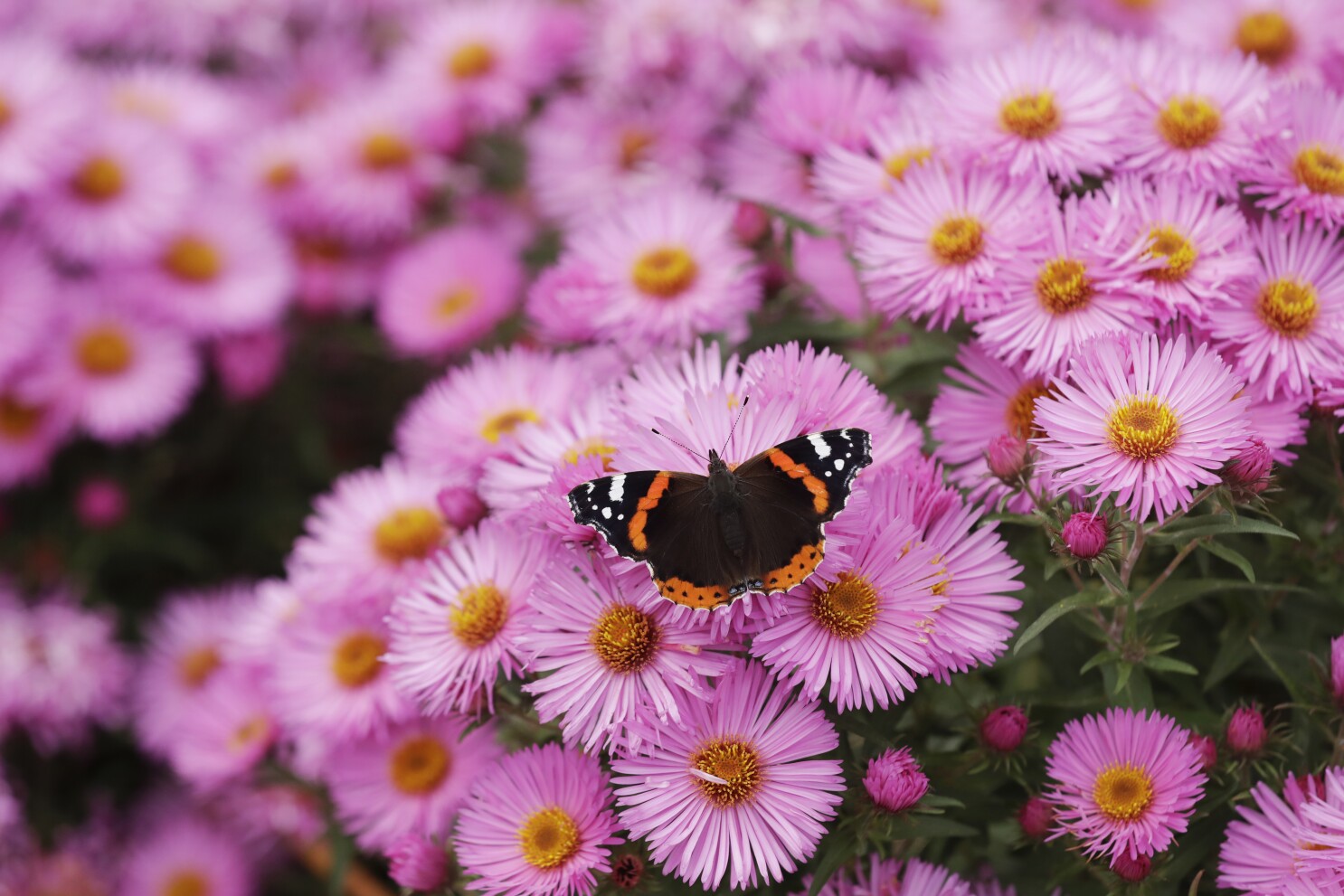 America's butterflies are disappearing at 'catastrophic' rate | AP News