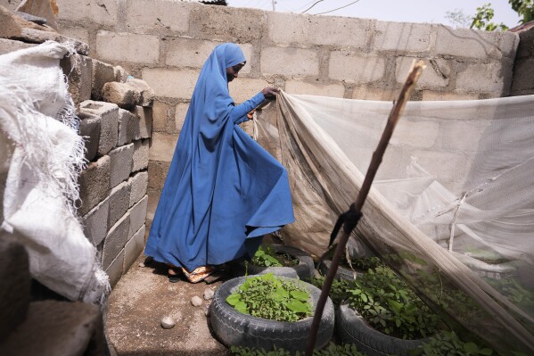 2024年6月2日，星期日，尼日利亚Kaltungo Poshereng，36岁的五个孩子的母亲Aisha Aliyu展示了她的农场。本周，十多名妇女聚集在Kaltungo的Poshereng村，她们正在那里学习至少200种食谱，这些食谱可以用当地的食物制作，在没有雨水的情况下，这些食物是用装满沙子的袋子种植的，需要少量水。培训课程反映了在尼日利亚最严重的生活成本危机中面临更大挑战的家庭的挣扎。（美联社照片/周日阿兰巴）