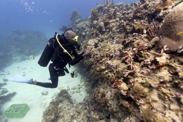 Diver Everton Simpson plants staghorn coral harvested from a coral nursery inside the the White River Fish Sanctuary Tuesday, Feb. 12, 2019, in Ocho Rios, Jamaica. The energetic 68-year-old has reinvented himself several times, but always made a living from the ocean. Once a spear fisherman and later a scuba-diving instructor, Simpson started working as a "coral gardener" two years ago, part of grassroots efforts to bring Jamaica's coral reefs back from the brink. (AP Photo/David J. Phillip)