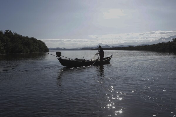 A fisherman manages fishing nets in Guanabara Bay near a recovered mangrove forest, in the Guapimirim environmental protection area on Guanabara Bay, Rio de Janeiro state, Brazil, Wednesday, May 22, 2024. Four years ago, the Mar Urbano NGO planted 30,000 mangrove trees in the deforested area, that today reach up to 4 meters high. (AP Photo/Bruna Prado)