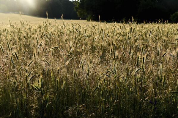 The wheat ripens against the setting sun in Pyrohiv, Ukraine, outside of Kyiv, Saturday, June 21, 2025. (AP Photo/Efrem Lukatsky)