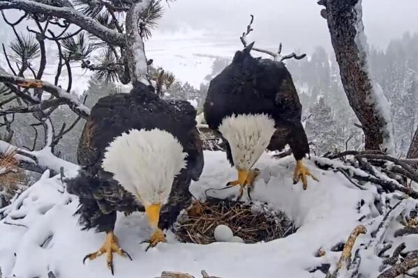 In this photo provided by Friends of Big Bear Valley web cam, a bald eagle and her partner look over two eggs as seen in a live web cam Tuesday, Jan. 17, 2023, in a nest in Southern California. Mother eagle Jackie delivered the second egg over the weekend during a snowstorm near the mountain community of Big Bear. The first egg came Jan. 11. The group Friends of Big Bear Valley, which installed the web cam, says Jackie's partner, a male named Shadow, has been sharing egg-warming duties. (Friends of Big Bear Valley via AP)