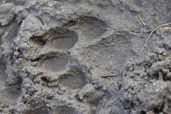 FILE - A track from a wolf is seen in the mud near the Slough Creek area of Yellowstone National Park, Wyo., Wednesday, Oct. 21, 2020. On Dec. 28, 1973, President Richard Nixon signed the Endangered Species Act. The powerful law charged the federal government with saving every endangered plant and animal in America. (AP Photo/Matthew Brown, File)