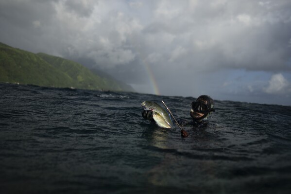 Naiki Vaast spearfishes along the coral reef in Vairao, Tahiti, French Polynesia, Wednesday, Jan. 17, 2024. (AP Photo/Daniel Cole)