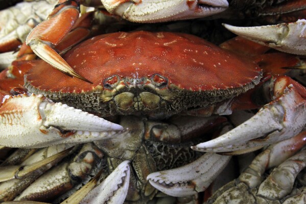 FILE - Dungeness crab wait for packing and shipping at Hallmark Fisheries in Charleston, Ore. on Feb. 22, 2011. The Oregon Fish and Wildlife Commission is expected to vote Friday, Aug. 4, 2023, on whether to set in stone stricter rules and pot limits put in place in 2020 to protect whales. The move comes during a turbulent period for Oregon's Dungeness crab fishery as it contends with warming oceans, smaller crabs and shortened or canceled seasons. (Kevin Clark/The Register-Guard via AP, File)