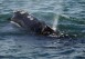 FILE - A North Atlantic right whale feeds on the surface of Cape Cod bay off the coast of Plymouth, Mass., March 28, 2018. A coalition of environmental groups is calling on the federal government to enact emergency rules to protect a vanishing species of whale from lethal collisions with large ships. The groups filed their petition with the National Oceanic and Atmospheric Administration on Sept. 28 in an effort to protect the North Atlantic right whale. (AP Photo/Michael Dwyer, File)