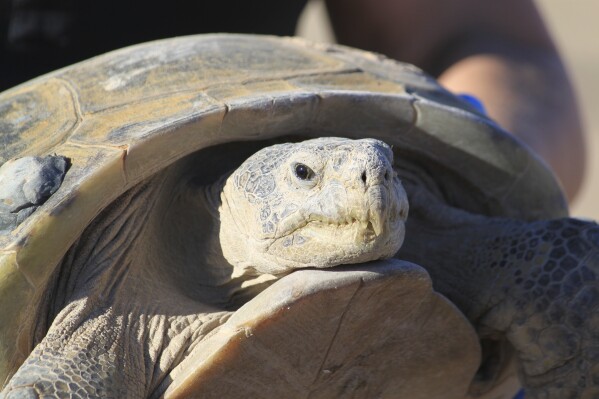 Gertie, an endangered Bolson tortoise, is shown to a group of state and federal wildlife officials during a trip to Ted Turner's Armendaris Ranch in Engle, N.M., on Friday, Sept. 22, 2023. The Turner Endangered Species Fund has been working to build a population of the tortoises for more than two decades in hopes of one day releasing them into the wild as part of a recovery effort. (AP Photo/Susan Montoya Bryan)