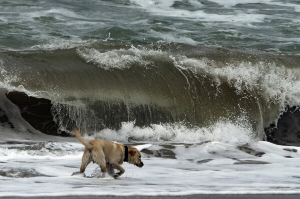 "Molly," a Labrador Retriever plays on the edge of waves ahead of storms in Ventura, Calif., Wednesday, Jan. 31, 2024. (AP Photo/Damian Dovarganes)