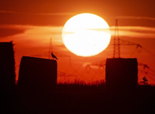 FILE - In this file photo dated Thursday, July 25, 2019, a bird sits on a straw bale on a field in Frankfurt, Germany, as the sun rises during an ongoing heatwave in Europe. The U.S. National Oceanic and Atmospheric Administration said Thursday Aug. 15, 2019, that July was the hottest month measured on Earth since records began in 1880. (AP Photo/Michael Probst, FILE)