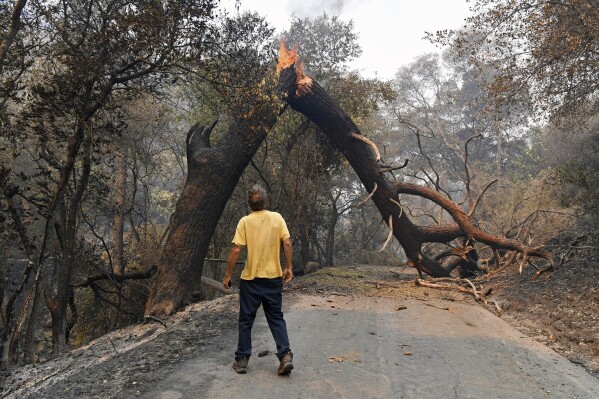 FILE - A man glances up at a tree that is blocking his way while attempting to go home after a fire ravaged the area on Mix Canyon Road in Vacaville, Calif., on Thursday, Aug. 20, 2020. (Jose Carlos Fajardo/Bay Area News Group via AP, File)