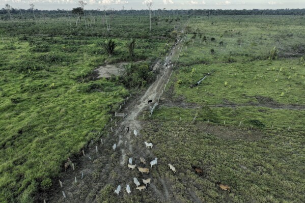 Cattle walk along an illegally deforested area in an extractive reserve near Jaci-Parana, Rondonia state, Brazil, July 12, 2023. (AP Photo/Andre Penner, File)