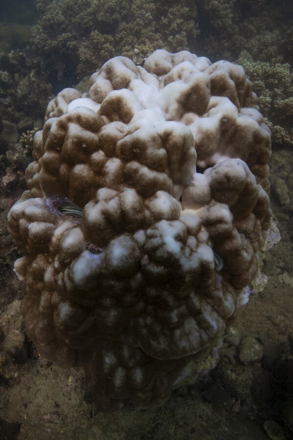 84% of the arena’s coral reefs hit via worst bleaching tournament on report
