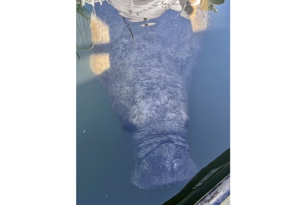 Staff from Mystic Aquarium's Animal Rescue Program conduct a visual exam on a manatee at Point Judith Marina, Narragansett, RI., on Sept. 12, 2023. (Sarah Callan/Mystic Aquarium's Animal Rescue Program via AP)