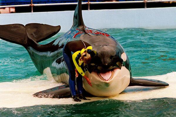FILE - In this March 9, 1995 file photo, trainer Marcia Hinton pets Lolita, a captive orca whale, during a performance at the Miami Seaquarium in Miami. The new owners of the Miami Seaquarium will no longer stage shows with its aging orca Lolita under an agreement with federal regulators. MS Leisure, a subsidiary of The Dolphin Company, said in a news release it completed acquisition of the Seaquarium on Thursday, March 3, 2022.    (Nuri Vallbona/Miami Herald via AP, File)