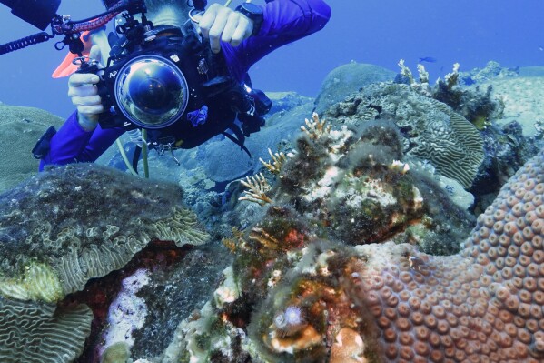 Andy Lewis takes a photo of a coral reef at Flower Garden Banks National Marine Sanctuary, off the coast of Galveston, Texas, Friday, September 2019. He said he learned from his first trip to the refuge about a decade ago that 