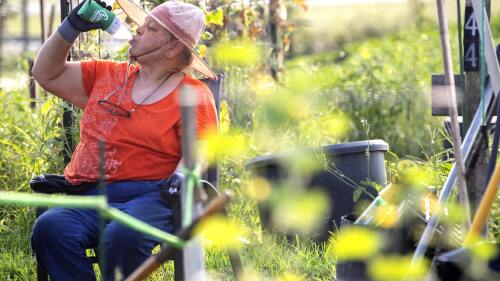 Marti Syring takes a moment to hydrate and sit down at the Montgomery County Senior's Garden, Friday, June 16, 2023 in Conroe, Texas.Dangerous heat will continue across Montgomery County through the weekend. (Jason Fochtman/Houston Chronicle via AP)