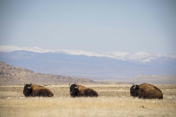 Three buffaloes rest in the the Eastern Shoshone Buffalo Enclosure on Friday, April 11, 2025, on the Wind River Reservation near Morton, Wyo. (AP Photo/Amber Baesler)