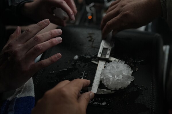 Tony Illenden, left, and Tim Marshall measure a large hail shaped like a rose between the front seats of Northern Illinois University's Husky Hail Hunter vehicle during a Project ICECHIP operation Friday, June 6, 2025, in Morton, Texas. (AP Photo/Carolyn Kaster)