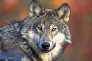 FILE - This photo provided by the U.S. Fish and Wildlife shows a gray wolf, April 18, 2008. Wolf hunters in Wisconsin would have to register their kills faster, face a limited window for training their dogs and couldn't disturb dens under new regulations state wildlife officials are finalizing. The state Department of Natural Resources plans to hold a public hearing on the new regulations Tuesday afternoon, Sept. 12, 2023, via Zoom. (Gary Kramer/U.S. Fish and Wildlife Service via AP, File)