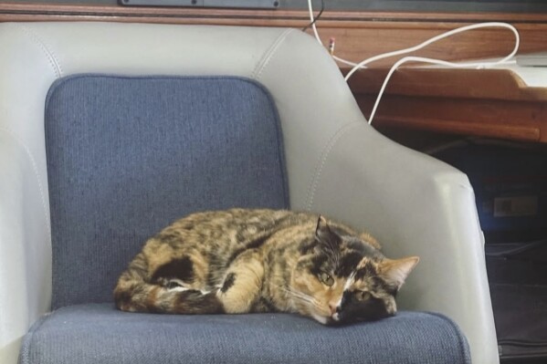 In this photo provided by Oliver Widger via his Instagram account on Thursday, May 15, 2025, his cat, Phoenix, sits inside their sailboat somewhere in the Pacific Ocean as both make their way from Oregon to Hawaii. (Oliver Widger via AP)