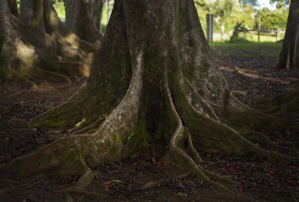 The large roots of Rudraksha trees, which provide bright blue sacred fruit, line the forest floor on the edge of a Kauai Hindu monastery on July 10, 2023, in Kapa'a, Hawaii. 45 years ago, Paramacharya Sadasivanatha Palaniswami and his guru planted saplings that were about 3 inches tall. It is now more than 100 feet high and forms a Rudraksha forest. (AP Photo/Jesse Wardarski)