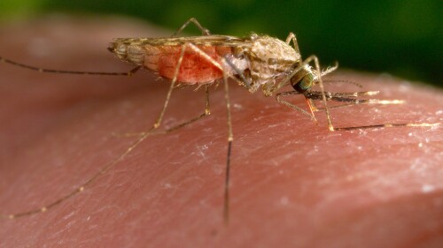 FILE - This 2014 photo made available by the U.S. Centers for Disease Control and Prevention shows a feeding female Anopheles gambiae mosquito. The species is a known vector for the parasitic disease malaria. The United States has seen five cases of malaria spread by mosquitos in the last two months...the first time there's been local spread in 20 years. There were four cases detected in Florida and one in Texas, according to a health alert issued Monday, June 26, 2023, by the CDC. (James Gathany/CDC via AP, File)