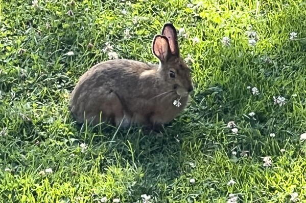 This July 17, 2022, image provided by Jessica Damiano shows a rabbit munching on clover in Twin Mountain, N.H. (Jessica Damiano via AP)