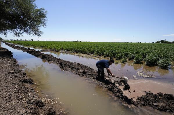 Adan Vallejo blocks water with mud as he irrigates a field of cotton with water from the Colorado River, Sunday, Aug. 14, 2022, near Ejido Mezquital, Mexico. By the time the Colorado River reaches Mexico, just a fraction of its water is left for the fields of the Mexicali Valley and millions of people in northwestern desert cities. (AP Photo/Gregory Bull)