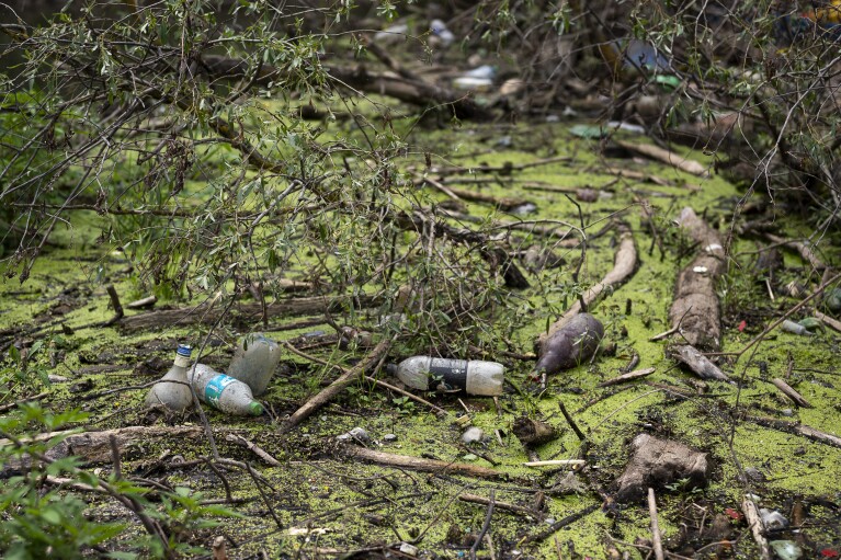 Muddy plastic bottles have flowed downstream and become lodged against fallen trees and within the dense foliage in Tisza River near Tiszaroff, Hungary, Tuesday, Aug. 1, 2023. (AP Photo/Denes Erdos)