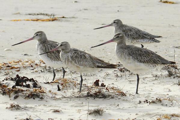 Bar-tailed godwits stand on the beach at Marion Bay in Australia's Tasmania state on Feb. 17, 2018. A young bar-tailed godwit appears to have set a non-stop distance record for migratory birds by flying at least 13,560 kilometers (8,435 miles) from Alaska to the Australian state of Tasmania, a bird expert said Friday, Oct. 28, 2022. (Eric Woehler via AP)