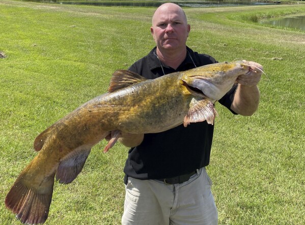 Georgia DNR Wildlife on X: Garry Harrell of @CityofDouglasGA caught this  101lb Altamaha River flathead catfish on a limb line on June 9. #monster  #fishing #fishfry  / X