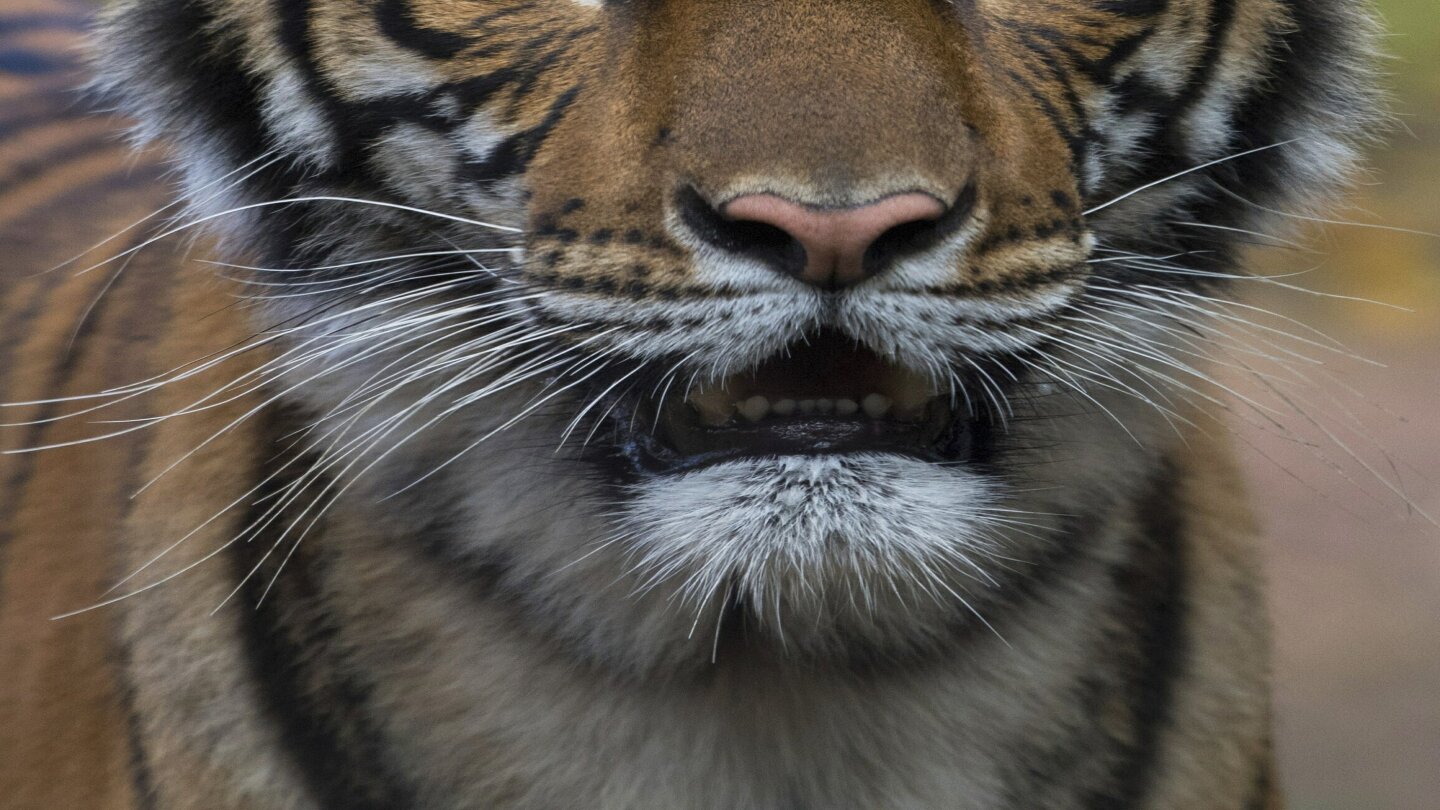 Tiger at NYC zoo tests positive for coronavirus