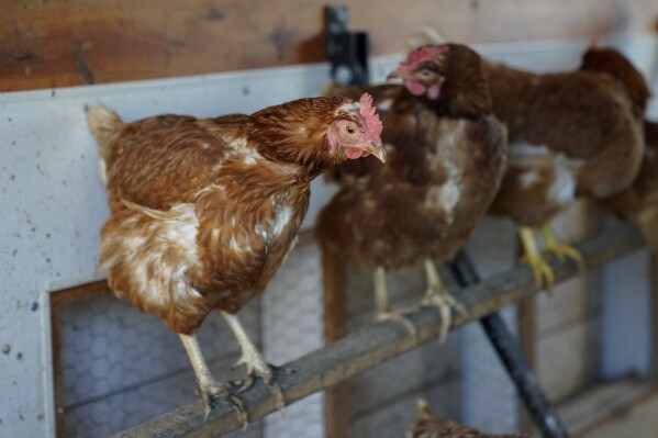 Red Star chickens roost in their coop Tuesday, Jan. 10, 2023, at Historic Wagner Farm in Glenview, Ill. (AP Photo/Erin Hooley, File)