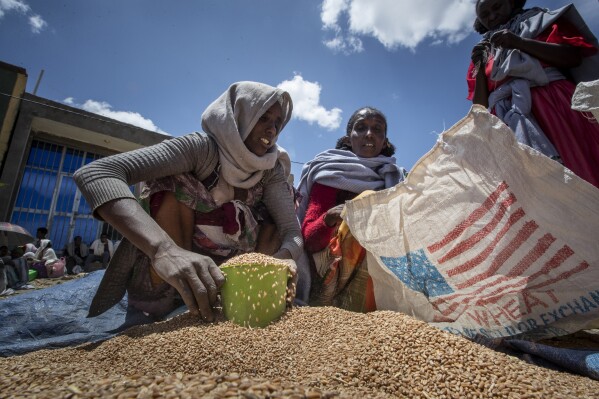 FILE - An Ethiopian woman scoops up portions of wheat to be allocated to each waiting family after it was distributed by the Relief Society of Tigray in the town of Agula, in the Tigray region of northern Ethiopia on May 8, 2021. The United States Agency for International Development will restart food aid deliveries across Ethiopia in December, five months after it halted its nationwide program over a massive corruption scheme by local officials (AP Photo/Ben Curtis, File)