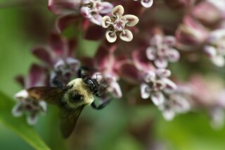 In this June 5, 2019, photo, a bee pollinates a milkweed flower at the USGS Patuxent Wildlife Research Center in Laurel, Md. The Environmental Protection Agency will allow farmers to resume broad use of a pesticide over objections from beekeepers. (AP Photo/Carolyn Kaster)