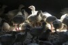 FILE- Turkeys stand in a barn on a farm near Manson, Iowa, Aug. 10, 2015. Nearly 5 million chicken, turkeys and ducks have been slaughtered this year because of a persistent bird flu outbreak that began in 2022, but as big as that number may sound, it’s far less than the number of birds killed last year and that means consumers generally aren’t seeing as much impact on poultry and egg prices. (AP Photo/Charlie Neibergall, File)