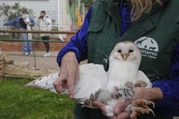 conservation officer anna kazazou examines the wing of a barn owl at the attica zoological park, near athens, jan. 21, 2025. (ap photo/thanassis stravrakis)