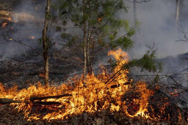 A pile of leaves and a sapling catch fire along Peake Mountain Road during a wildfire, Wednesday, March 20, 2024, near Rawley Springs, Va. (Daniel Lin/Daily News-Record via AP)