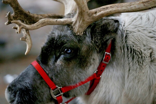 FILE - A reindeer named Thunder stands in Branchburg, N.J. on Dec. 16, 2018. Finding food in a cold, barren landscape is challenging, but researchers from Dartmouth College in New Hampshire and the University of St. Andrews in Scotland report that reindeer eyes may have evolved to allow them to easily spot their preferred meal. (Ed Murray /NJ Advance Media via AP, File)