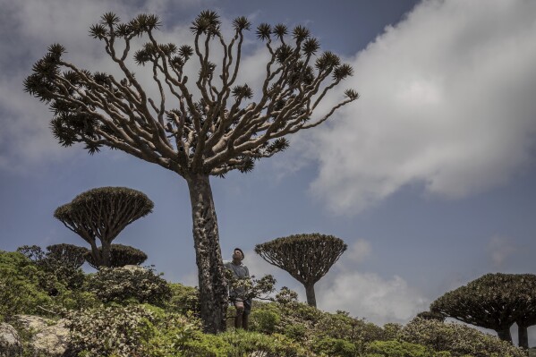 Ecotourism guide Sami Mubarak poses for a portrait beneath an ailing dragon's blood tree on the Yemeni island of Socotra, Sept. 19, 2024. (AP Photo/Annika Hammerschlag)