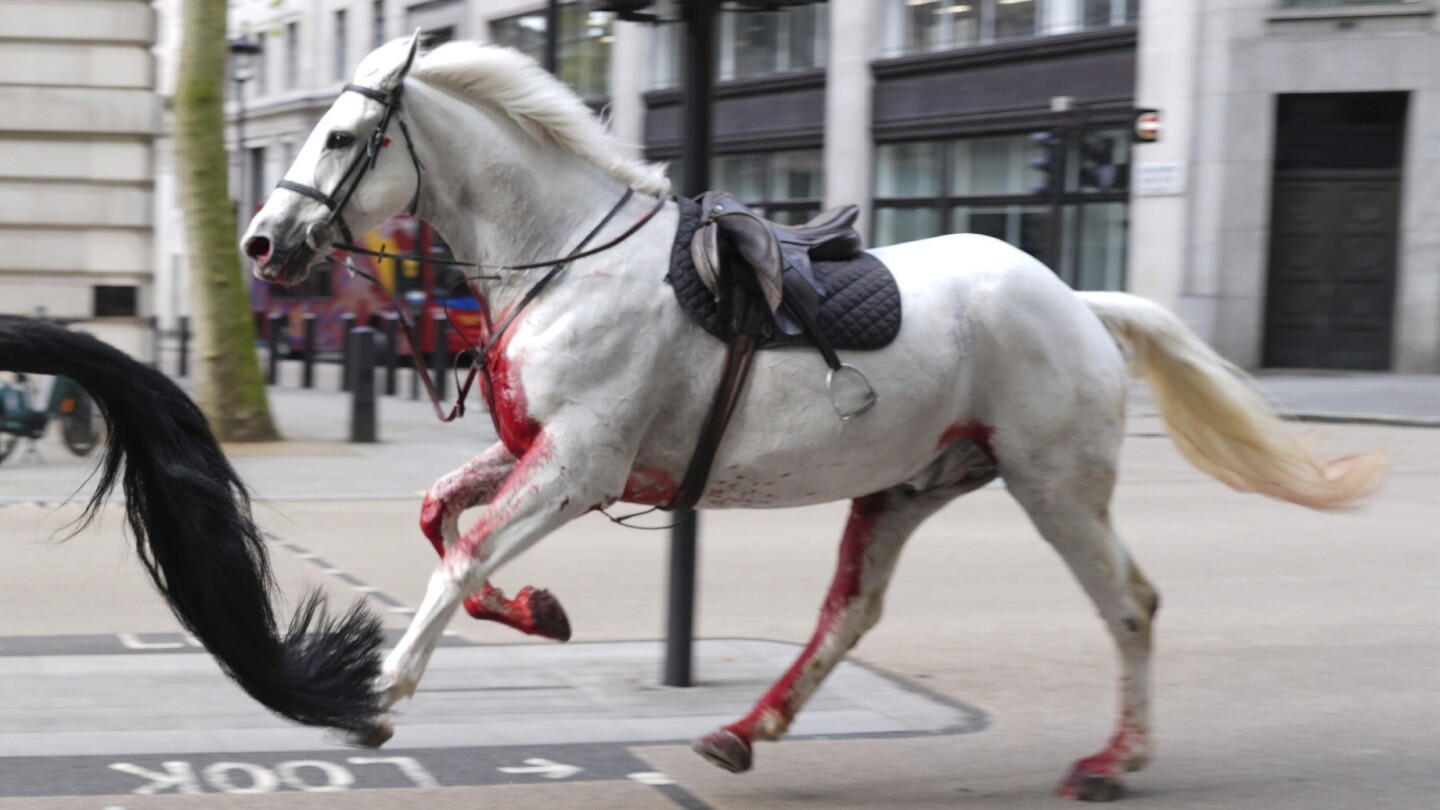 Британската армия казва, че конете, които избягаха и избягаха в централен Лондон, продължават да „се грижат за тях“