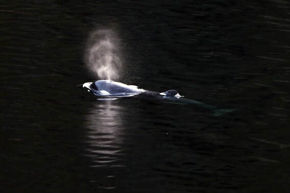 A two-year-old female orca calf swims in Little Espinosa Inlet near Zeballos, British Columbia, Friday, April 19, 2024. The calf has been trapped alone in the lagoon since its pregnant mother became stranded on a rocky beach at low tide and died four weeks ago. A rescue plan involves trying to corral the female calf into a shallow part of the 3-kilometer lagoon, using boats, divers and a net, before she would be placed in a large fabric sling and hoisted onto a transport vehicle. (Chad Hipolito/The Canadian Press via AP)