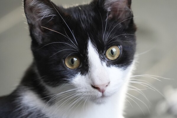 Maxwell, a young male was one of two kittens that the Leicester family adopted after their beloved adult cat Jimmy was run over and killed last year, Friday, Feb. 14, 2025, in Le Pecq. (AP Photo/John Leicester)