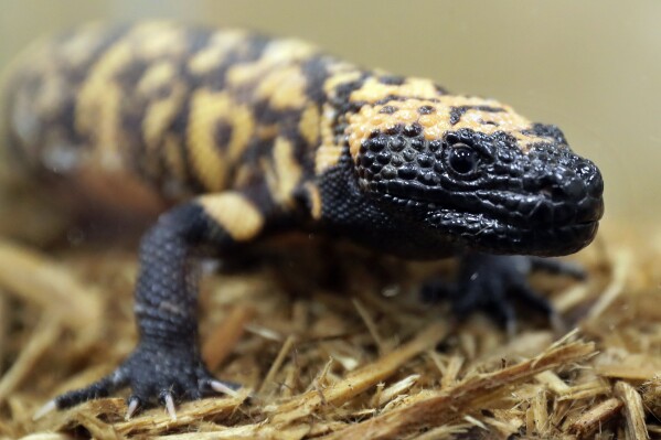 FILE - A Gila monster is displayed at the Woodland Park Zoo in Seattle, Dec. 14, 2018. A Colorado man who was placed on life support after he was bitten by his pet Gila monster died of complications from the desert lizard's venom, an autopsy report obtained by The Associated Press on Friday, March 15, 2024 confirmed. (AP Photo/Ted S. Warren, File)