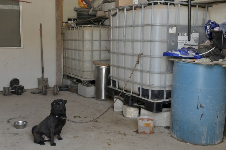 José Lujano, a resident of the Rancho el Chicote neighborhood who stores water tankers and barrels in his home, has a dog attached to one, in Tijuana, Mexico, Friday, May 12, 2023. Many residents and pets rely on water delivered by tankers for daily use. (AP Photo/Carlos A. Moreno)