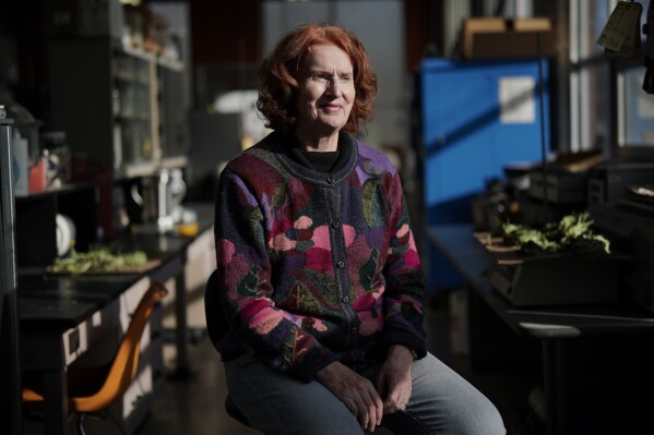 Katrina Cornish, a professor at Ohio State University who studies rubber alternatives, poses for a portrait, Tuesday, Feb. 6, 2024, in Wooster, Ohio. Cornish spends her days raising dandelions and desert shrubs. She harvests the stretchy rubber substances they produce and uses special machines to dip them into condoms, medical gloves and parts for trachea tubes. (AP Photo/Joshua A. Bickel)