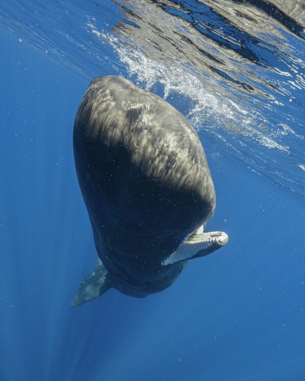 A sperm whale swims off the coast of Dominica in March 2024. In a study published Tuesday, May 7, in the journal Nature Communications, scientists studying sperm whales that live around the Caribbean island have described for the first time the basic elements of how they might talk to each other, in an effort that may one day help us. To protect them better.  (Samuel Lamm via AP)