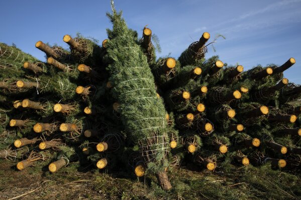 Freshly cut Christmas trees are bundled for shipment at McKenzie Farms on Saturday, Nov.  20, 2020 in Oregon City, Ore.   Wholesale growers and small farms alike say customers are showing up earlier than normal and there are more of them. More Americans are staying home for the holidays amid coronavirus restrictions and want a new — or renewed — tradition to end a dreary year on a happier note.   (AP Photo/Paula Bronstein)